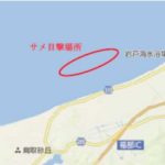 鳥取県沖にシュモクザメが出現したみたい