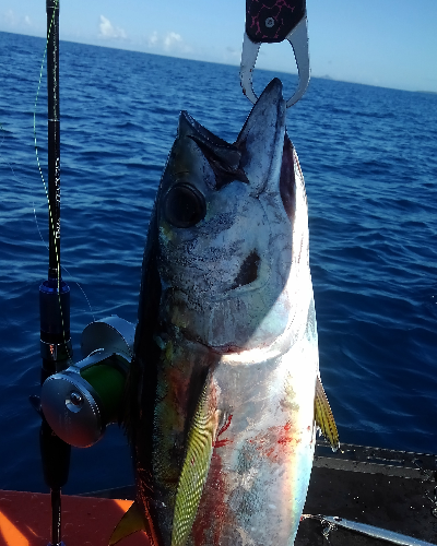 久しぶりに釣れた魚はキハダマグロ（2018年9月16日の釣果）